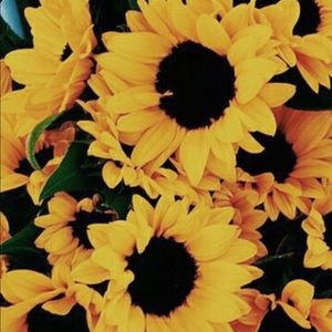 Meet your Posher, Gandy